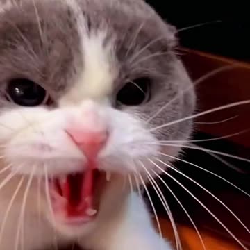 Try it with your angry cat😄#cat #catsoftiktok #cattiktok #foryou #fyp