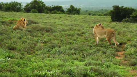 A lion roars hard, so it is called The king of the jungle.