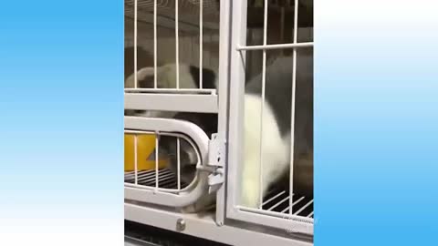 smart cat animals funny time try not to laugh.