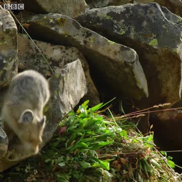 Animals Behaving Badly- the pika 1