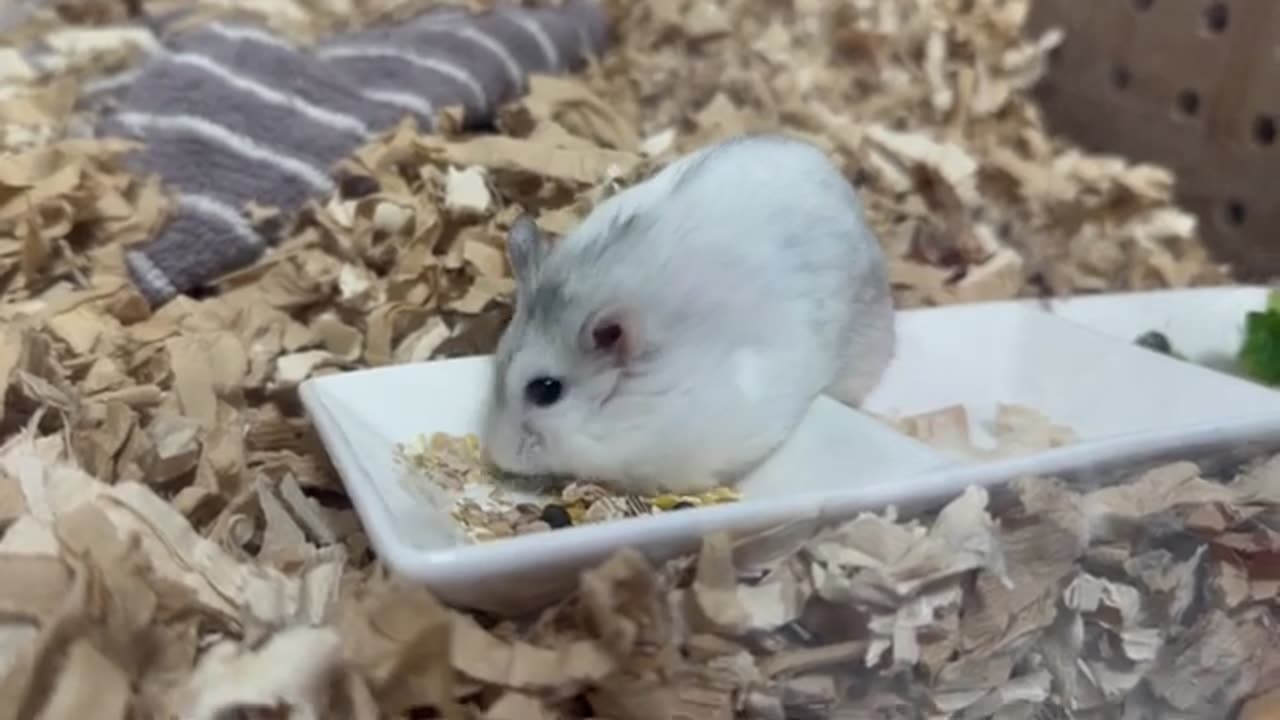 【ハムスター】さっと現れさっと去っていくジャンガリアンハムスター【4K】Djungarian hamsters that quickly appear and quickly leave