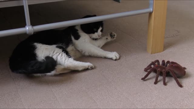 Adorable cat playing with a spider