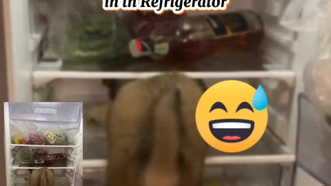 Dog 🐕 with Refrigerator 🚪