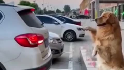 Dog park a car comedy video