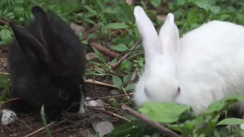 Cute rabbit funny 😄😅 scene(try not to laugh)