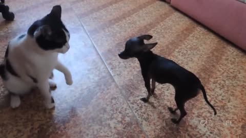 Funny Cats and Dogs Compilation