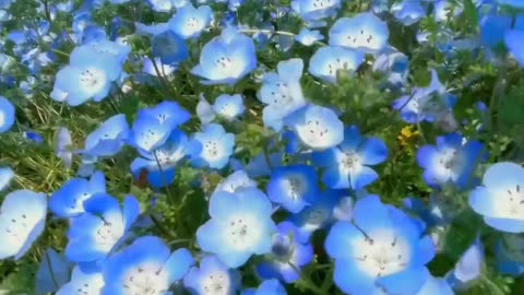 About 4.5 million nemophila bloomed in Japan's Hitachi Park