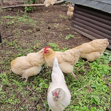 OMC! Whitey and friends perched and pecking greens! #chickens #hens #chickenlife #shorts