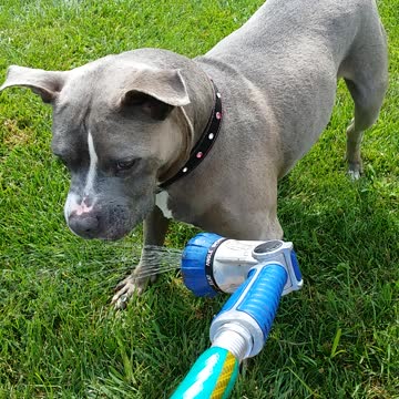 Pitbull loves water