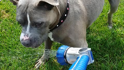 Pitbull loves water