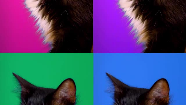 Video of a cat played four times with different colored backgrounds