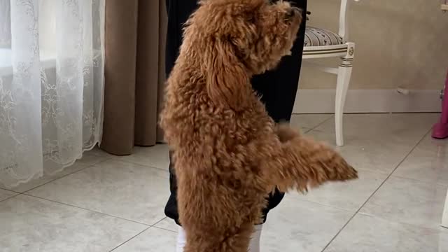 Dancing fur dogs with only 2 feet/Funny Dog entertaining