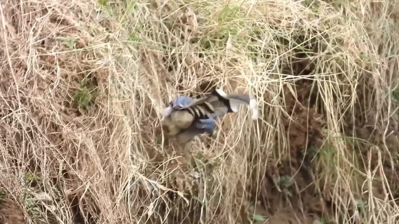 Red-billed blue tit by the river