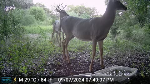 The Deer Have Lost Their Antler Felt