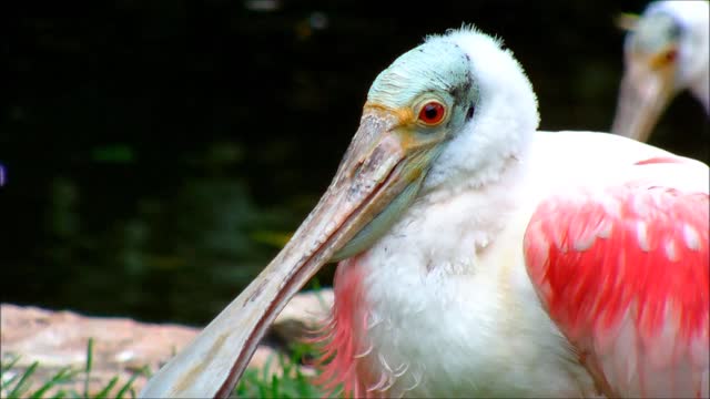 Spoonbill spoonbill Close