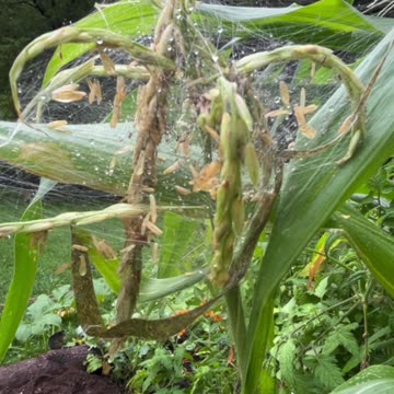 Spider nest in the corn