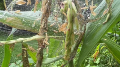 Spider nest in the corn