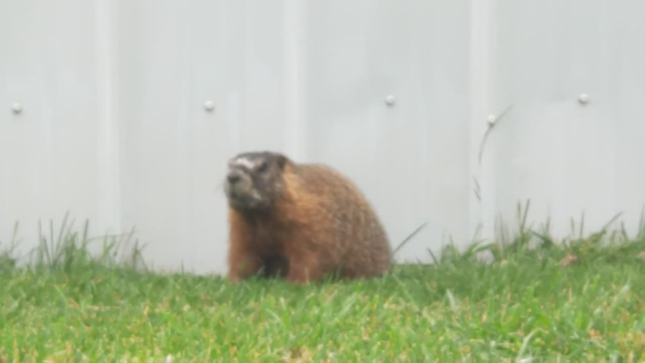 Looks like a beaver by my work.