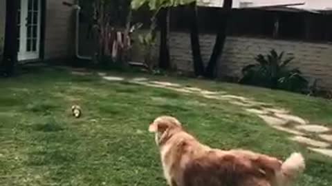 At least he's got the golden part down dog doesn't fetch