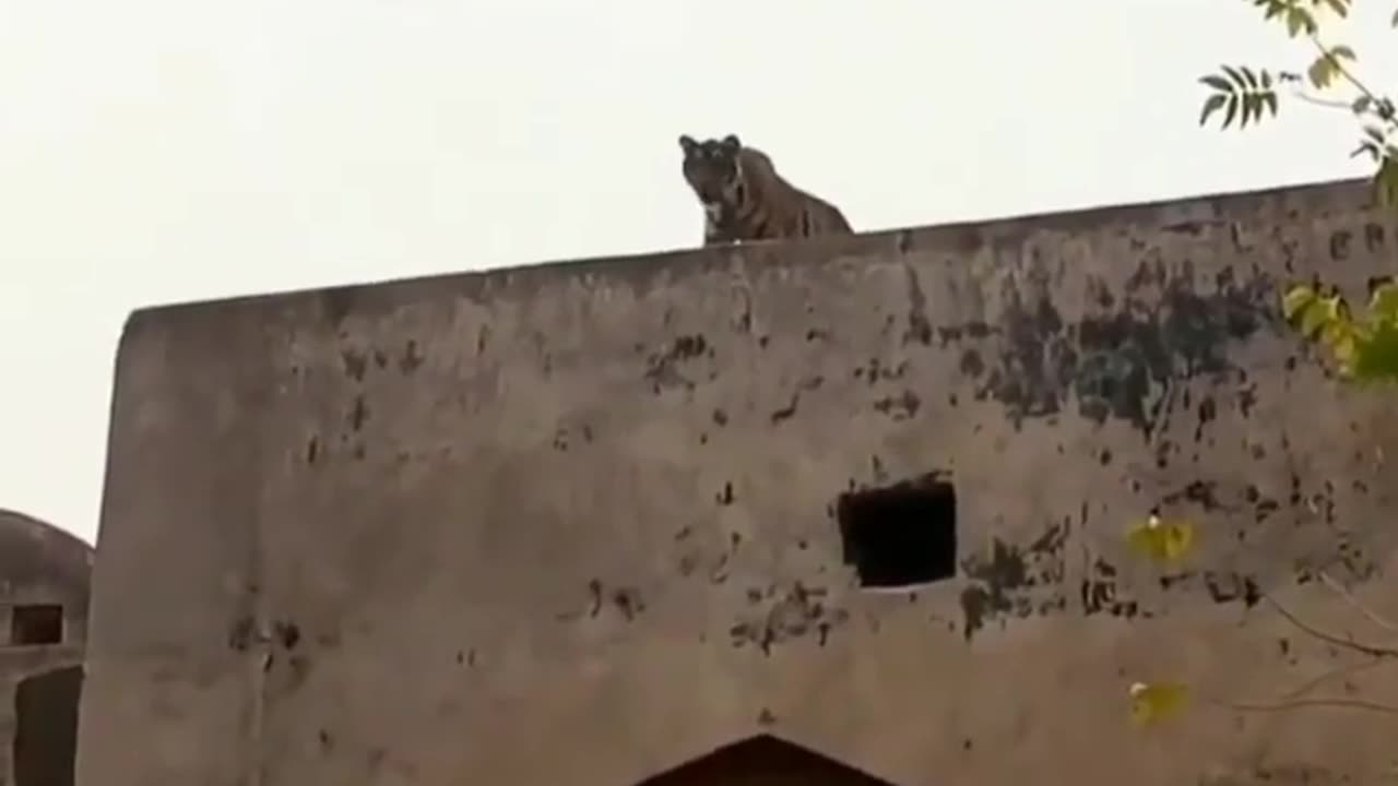 Wildlife in closer view with a natural perspective.