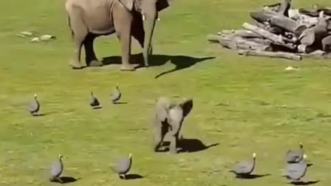 Elephant playing with ducks