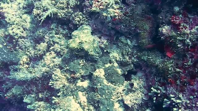 Scuba diver spotted octopuses hiding among the corals