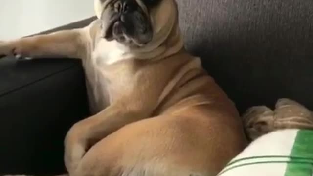 Brown dog sitting upright on sofa