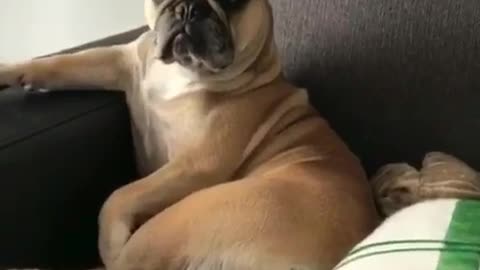 Brown dog sitting upright on sofa