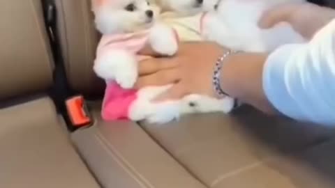 Cute puppy