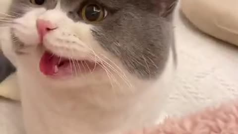 Cat meowing funny