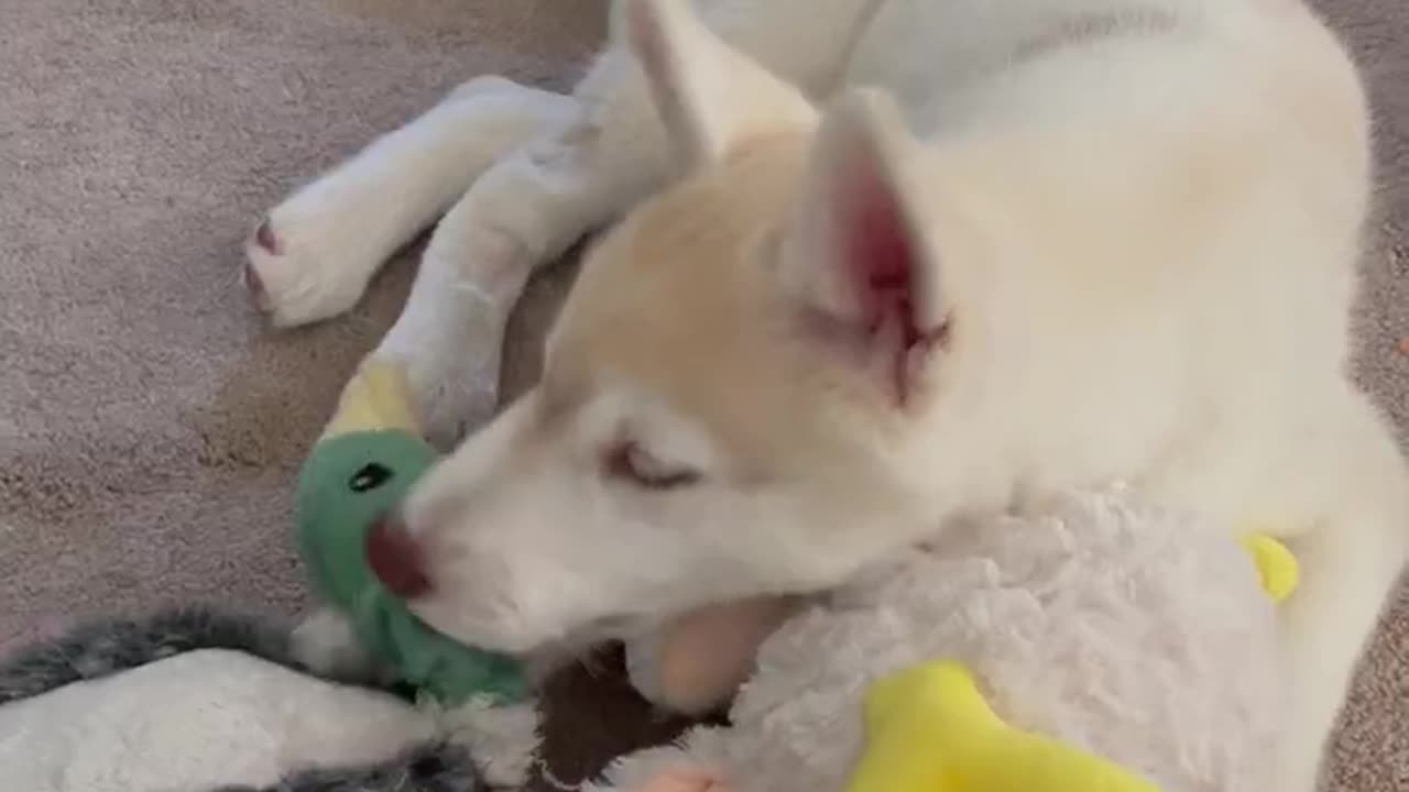 Xana the Husky puppy murders a DUCK