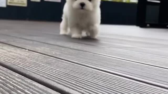 This cute puppy will bring smile on your face