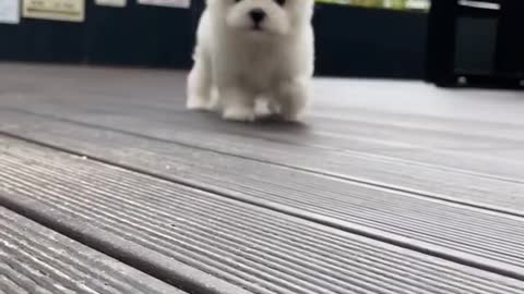 This cute puppy will bring smile on your face