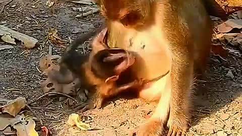 1000 million tears cute baby monkey his mom monkey very badly hitting and weaning