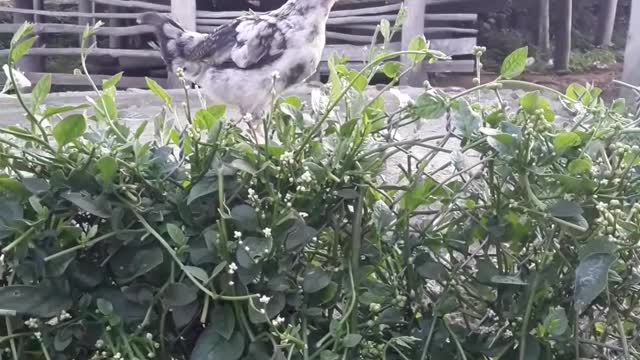 The chick climbs the fence to eat the worm
