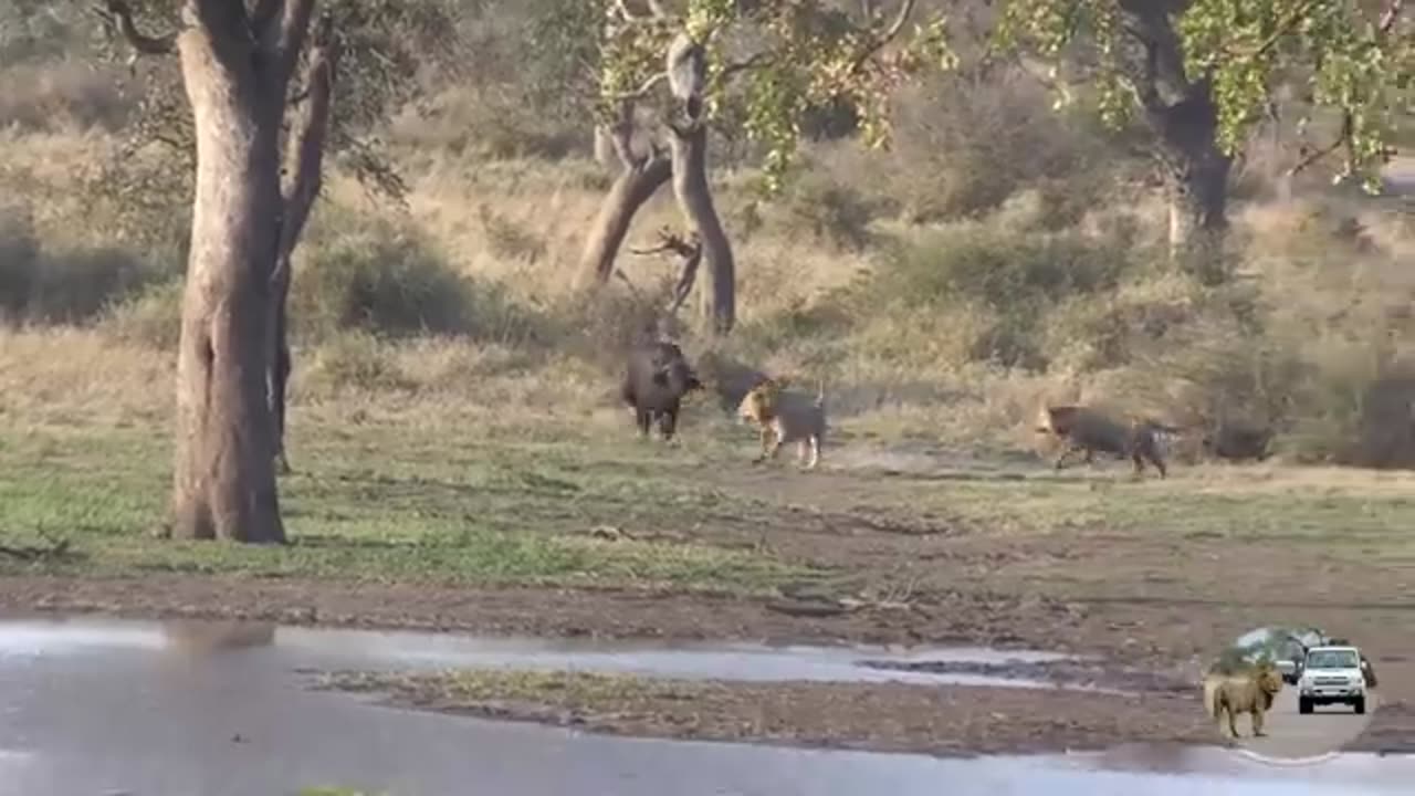 Six Male Lions Attack Buffalo Just Because They Can