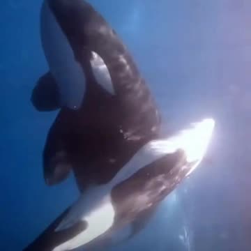 orca 🐋 a large predator