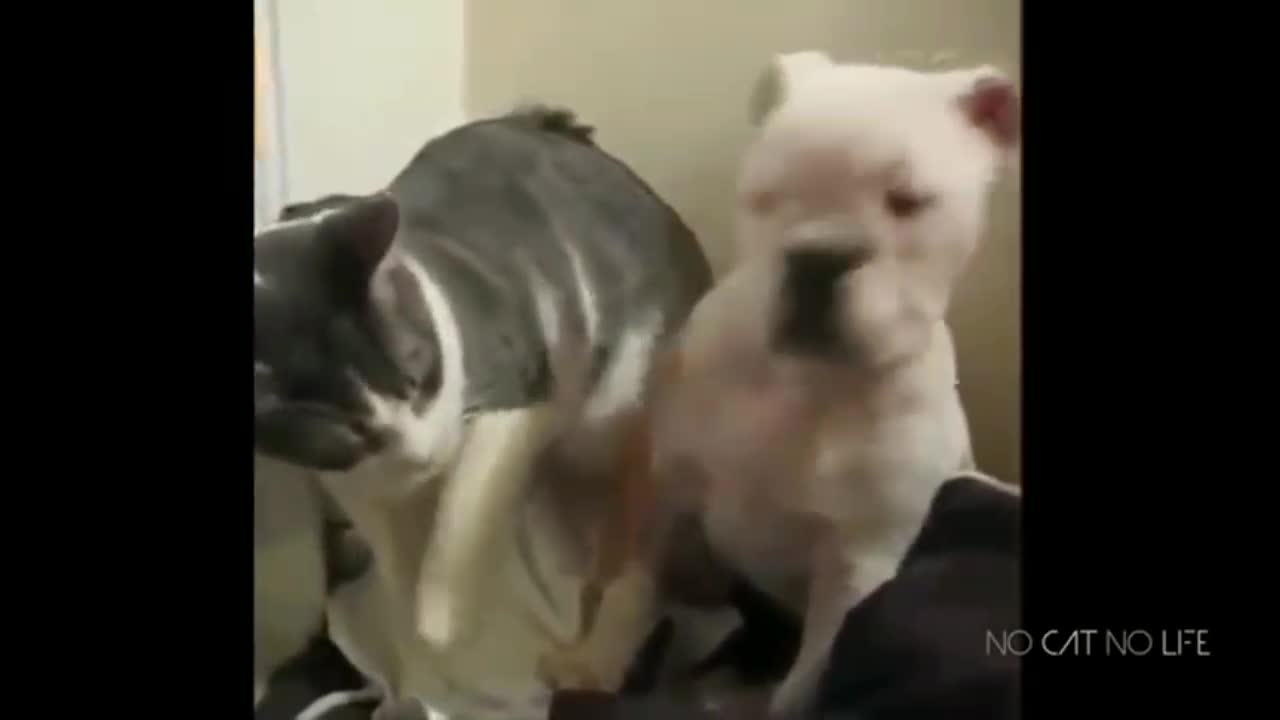 funny cat&dog