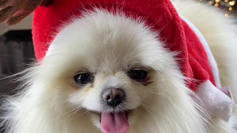 Christmas cute dog