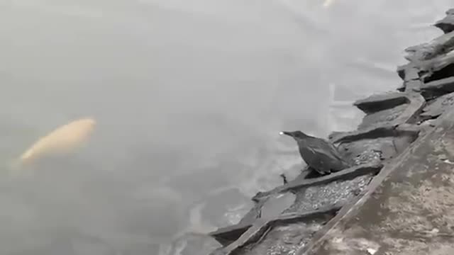Bird uses bread to catch fish