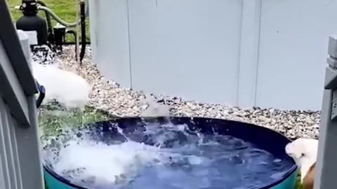 Funny Animal Videos Part 11