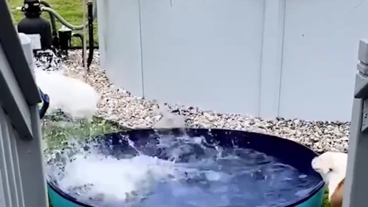 Funny Animal Videos Part 11