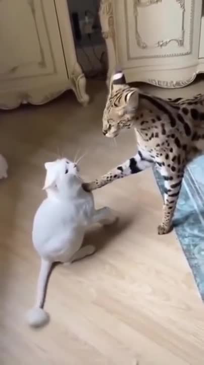 how dare you speaking to me that way!!😂😹