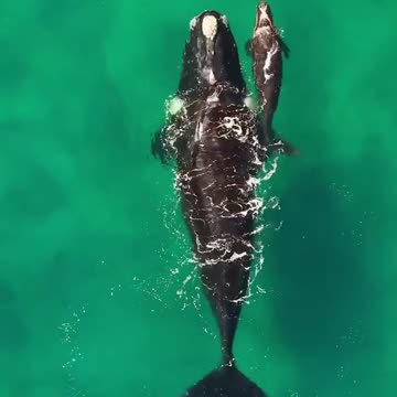 surfers swim with whales