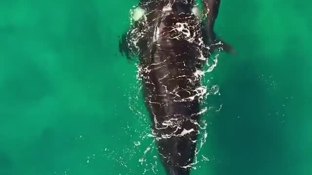 surfers swim with whales