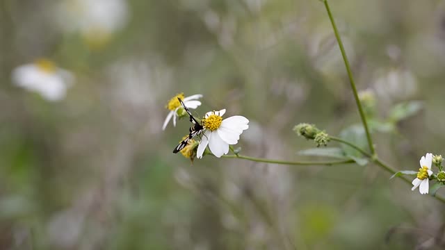 Beautiful yellow butterfly - the world of butterflies - the world of animals