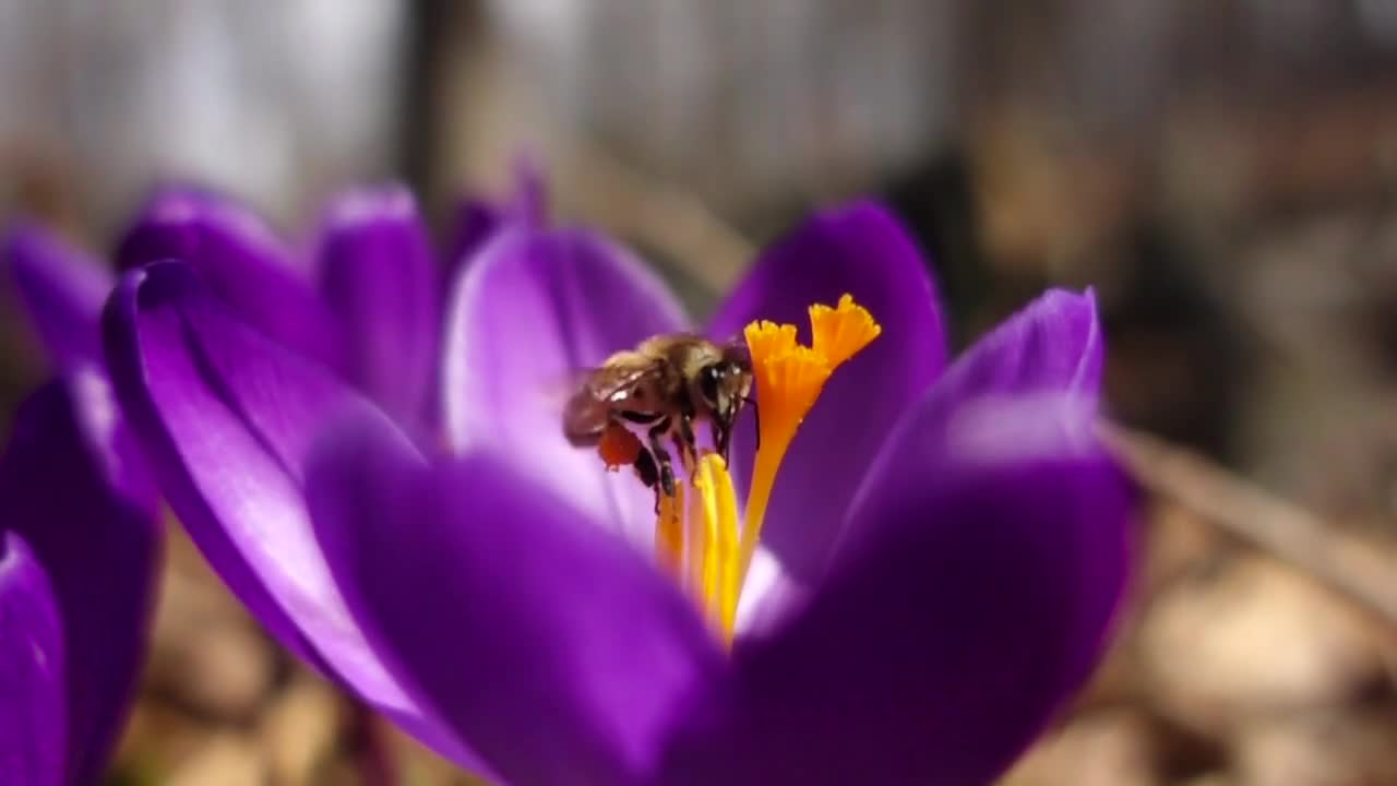 Honey Bee Crocus Slow Mo