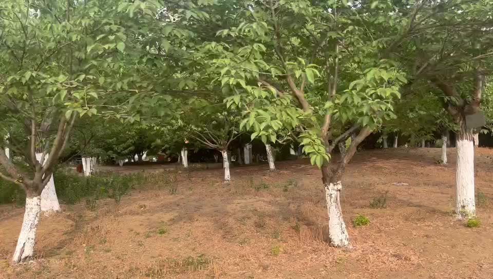 Give me a seed and give you a forest