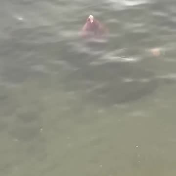 Weird thing in the water part 2