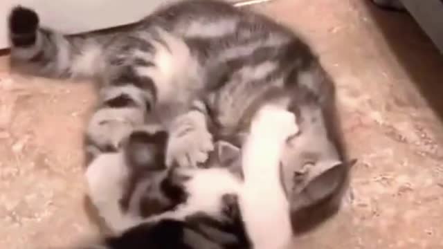 Two Funny and Cute Kittens Wrestling #shorts